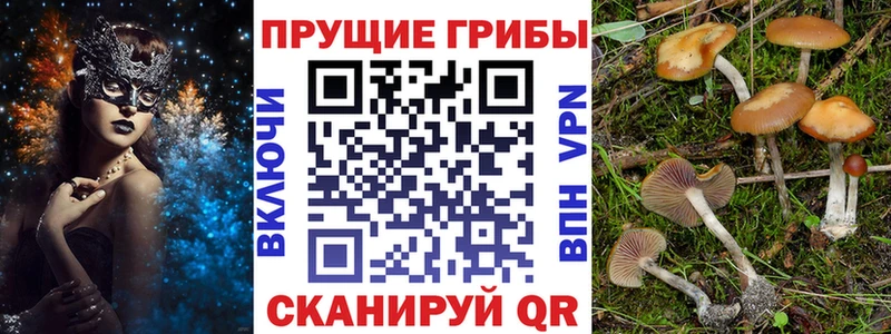Галлюциногенные грибы Psilocybine cubensis Новороссийск